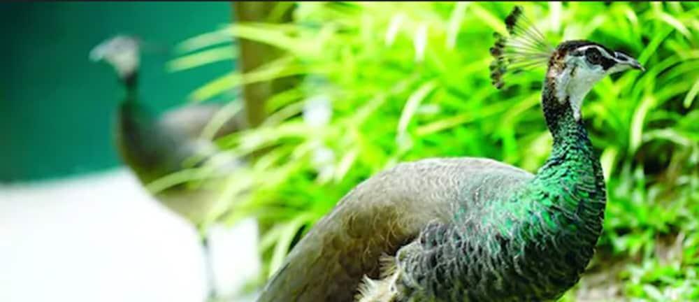 מלון Avillion פורט דיקסון מראה חיצוני תמונה The green-winged macaw's wing feathers are a distinctive green color.
